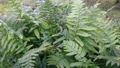Dryopteris crassirhizoma Ida-sõnajalg